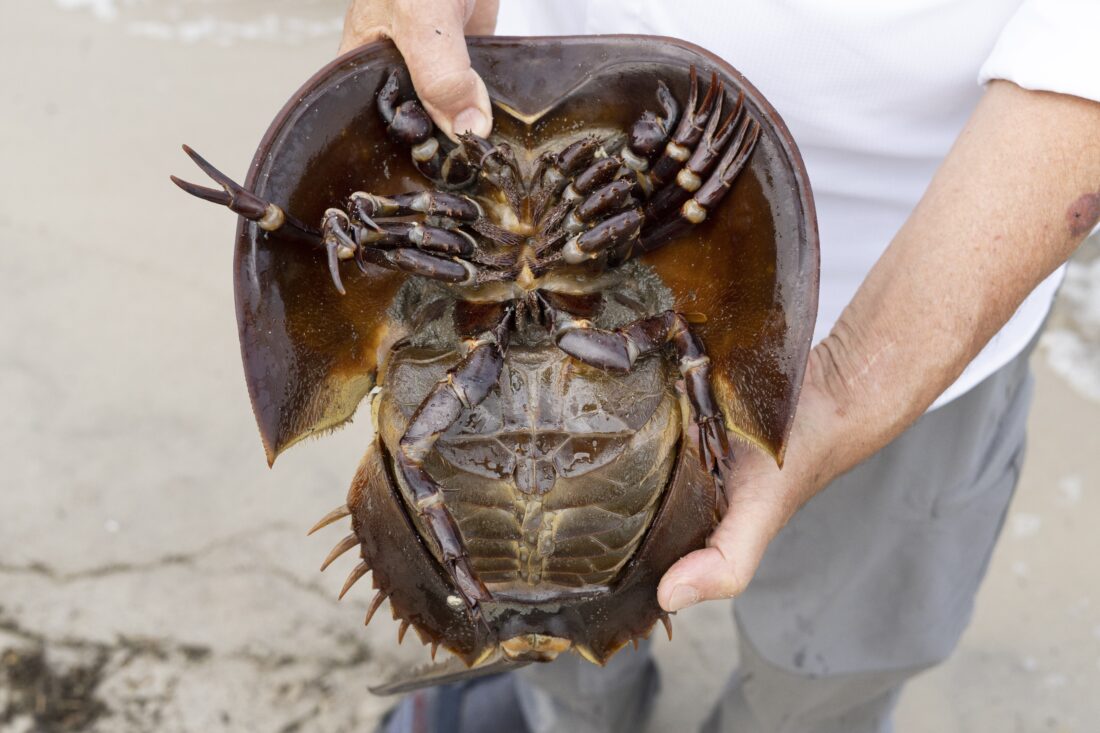 Blue blood from horseshoe crabs is needed for medicine, but a declining
